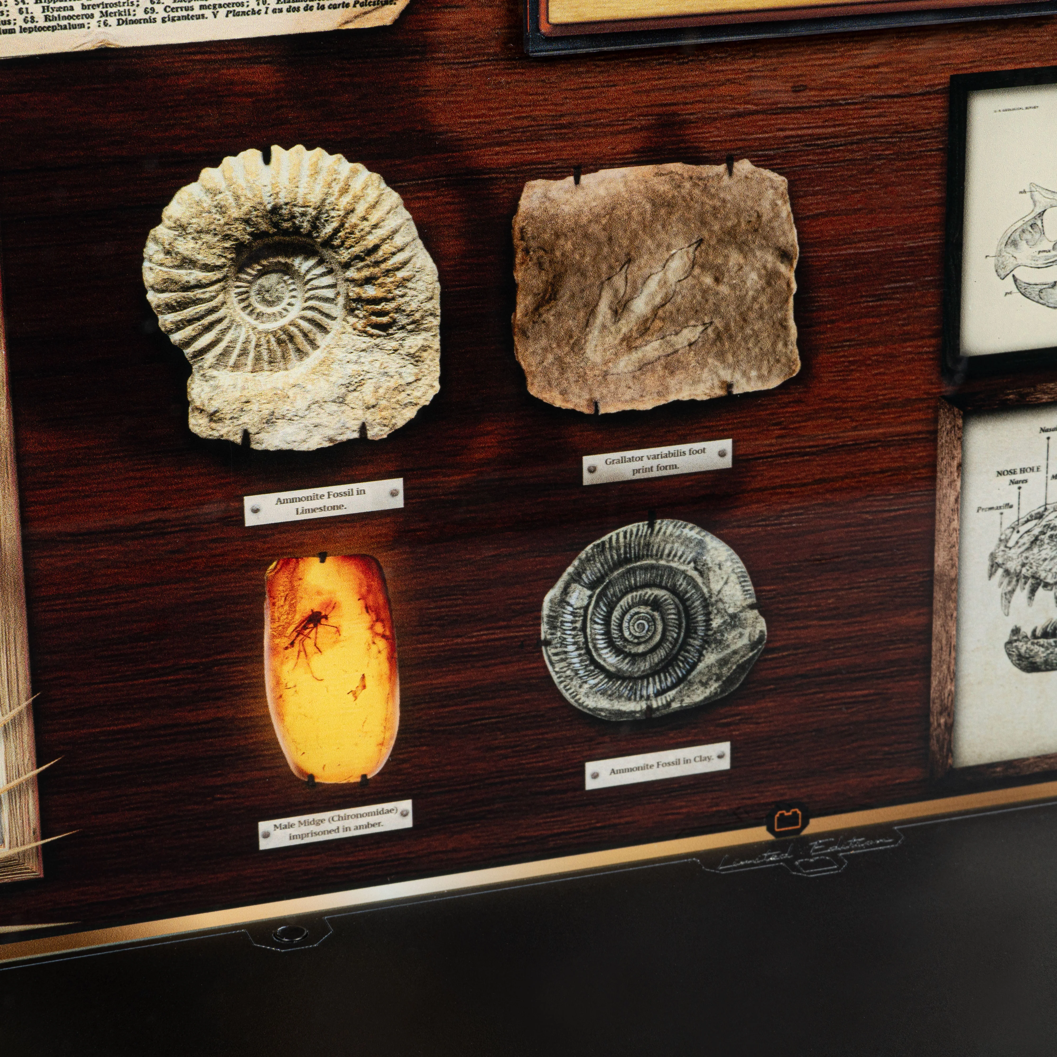 Limited Edition Display Case for LEGO® Jurassic World: Dinosaur Fossils Triceratops Skull and T.Rex Skull (76969, 76964) - Image 5