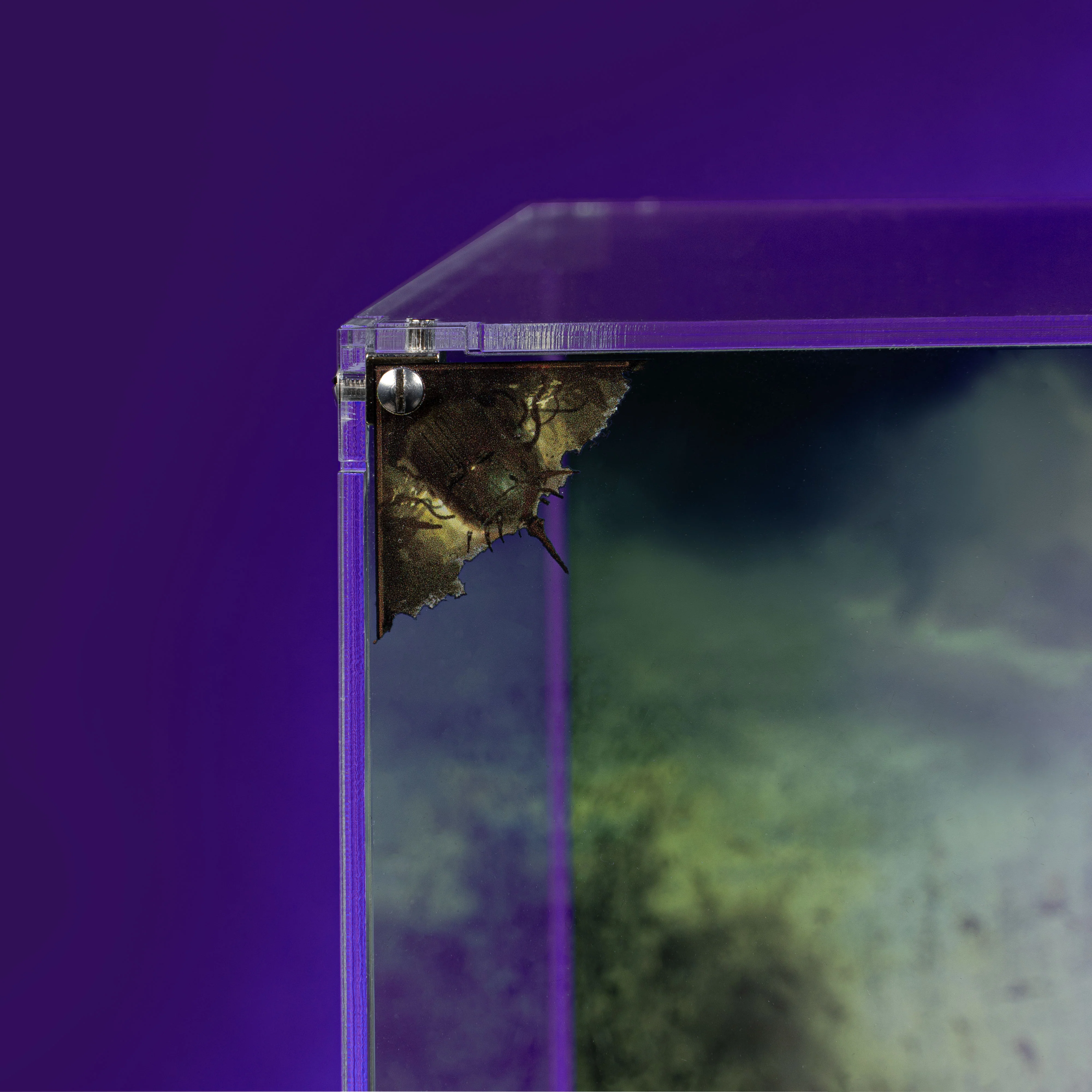 Limited Edition Display Case for Warhammer® 40,000 Mortarion, Daemon Primarch of Nurgle - Image 12